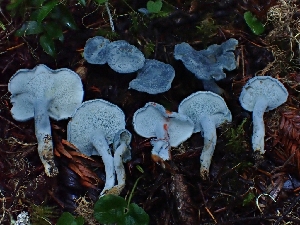  ( - HAY-F-007459)  @11 [ ] by (2023) Mandy Hackney Fungal Diversity Survey