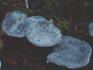  ( - HAY-F-007459)  @11 [ ] by (2023) Mandy Hackney Fungal Diversity Survey