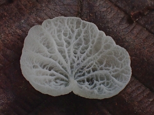  ( - HAY-F-006232)  @11 [ ] by (2023) Mandy Hackney Fungal Diversity Survey