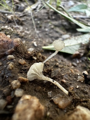  ( - FDS-CA-01934)  @11 [ ] by-nc (2024) Aaron Tupac Fungal Diversity Survey