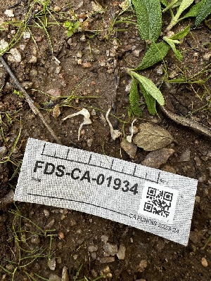  ( - FDS-CA-01934)  @11 [ ] by-nc (2024) Aaron Tupac Fungal Diversity Survey
