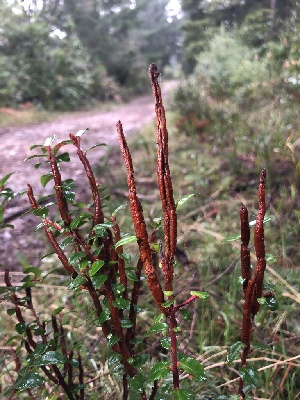  (Calyptospora - FDS-CA-03254)  @11 [ ] by (2024) Justin Paulin Fungal Diversity Survey
