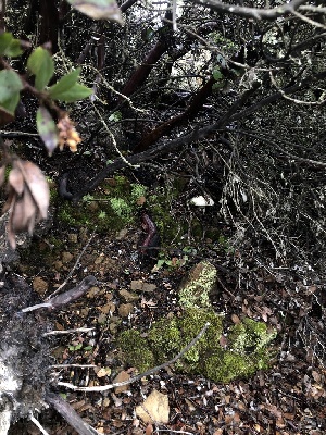  (Amanita magniverrucata - FDS-CA-03255)  @11 [ ] by (2024) Justin Paulin Fungal Diversity Survey