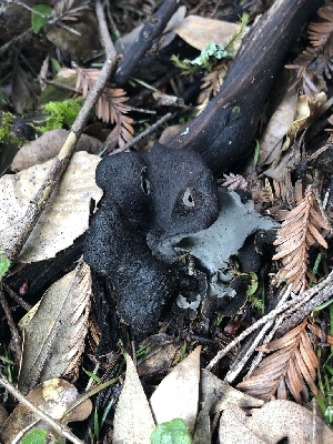  ( - FDS-CA-03260)  @11 [ ] by (2024) Justin Paulin Fungal Diversity Survey