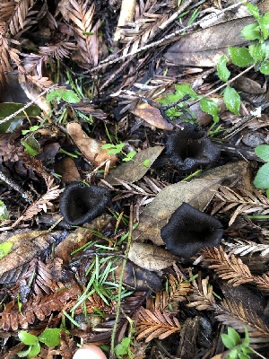  (Craterellus calicornucopioides - FDS-CA-03260)  @11 [ ] by (2024) Justin Paulin Fungal Diversity Survey
