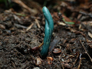  ( - FDS-CA-03246)  @11 [ ] by (2024) Justin Paulin Fungal Diversity Survey