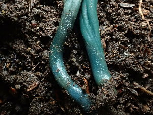  ( - FDS-CA-03246)  @11 [ ] by (2024) Justin Paulin Fungal Diversity Survey