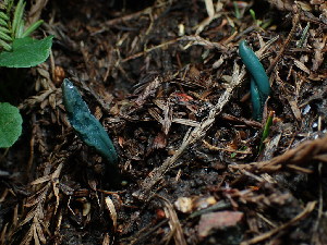  ( - FDS-CA-03246)  @11 [ ] by (2024) Justin Paulin Fungal Diversity Survey