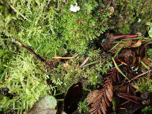  ( - FDS-CA-03258)  @11 [ ] by (2024) Justin Paulin Fungal Diversity Survey