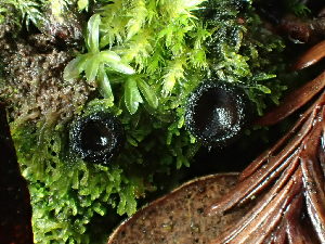 ( - FDS-CA-03258)  @11 [ ] by (2024) Justin Paulin Fungal Diversity Survey