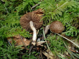  (Inocybe sp. PNW17 - FDS-CA-03261)  @11 [ ] by (2024) Justin Paulin Fungal Diversity Survey