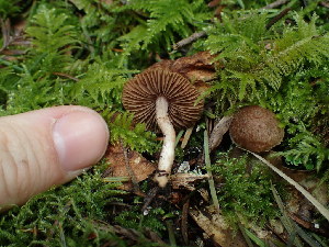  ( - FDS-CA-03261)  @11 [ ] by (2024) Justin Paulin Fungal Diversity Survey
