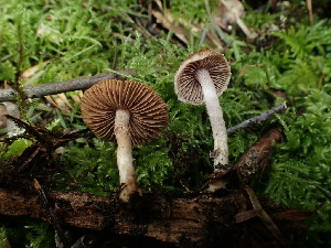  ( - FDS-CA-03261)  @11 [ ] by (2024) Justin Paulin Fungal Diversity Survey