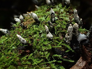  ( - FDS-CA-03262)  @11 [ ] by (2024) Justin Paulin Fungal Diversity Survey