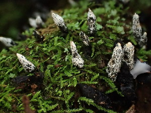  ( - FDS-CA-03262)  @11 [ ] by (2024) Justin Paulin Fungal Diversity Survey
