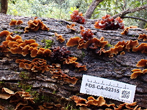  (Phaeotremella sp. foliacea-CA01 - FDS-CA-02315)  @11 [ ] by-nc (2024) Jaren Hockert Fungal Diversity Survey