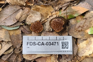  (Melanogaster sp. CA07 - FDS-CA-03471)  @11 [ ] by-nc (2024) Fresno Mycology Society Fungal Diversity Survey