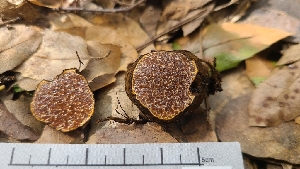  ( - FDS-CA-03471)  @11 [ ] by-nc (2024) Fresno Mycology Society Fungal Diversity Survey