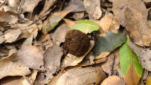  ( - FDS-CA-03471)  @11 [ ] by-nc (2024) Fresno Mycology Society Fungal Diversity Survey