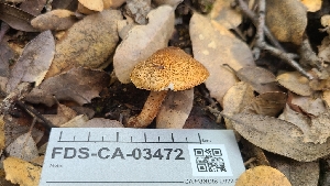  (Lepiota sp. castanea-PNW05 - FDS-CA-03472)  @11 [ ] by-nc (2024) Fresno Mycology Society Fungal Diversity Survey