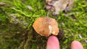  ( - FDS-CA-03472)  @11 [ ] by-nc (2024) Fresno Mycology Society Fungal Diversity Survey