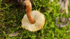  ( - FDS-CA-03472)  @11 [ ] by-nc (2024) Fresno Mycology Society Fungal Diversity Survey