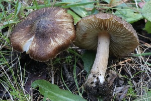  (Inocybe sp. CA53 - FDS-CA-00925)  @11 [ ] by-nc (2024) Taye Bright Fungal Diversity Survey