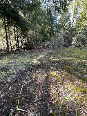  ( - FDS-CA-00927)  @11 [ ] by-nc (2024) Taye Bright Fungal Diversity Survey