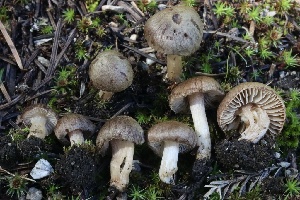  (Inocybe sp. PNW22 - FDS-CA-00927)  @11 [ ] by-nc (2024) Taye Bright Fungal Diversity Survey