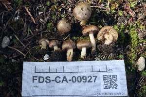  ( - FDS-CA-00927)  @11 [ ] by-nc (2024) Taye Bright Fungal Diversity Survey
