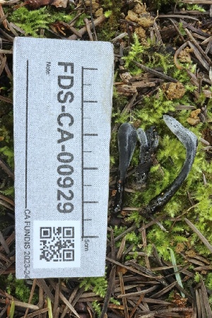  ( - FDS-CA-00929)  @11 [ ] by-nc (2024) Taye Bright Fungal Diversity Survey