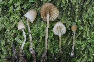  ( - FDS-CA-00930)  @11 [ ] by-nc (2024) Taye Bright Fungal Diversity Survey
