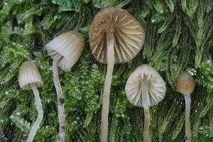  ( - FDS-CA-00930)  @11 [ ] by-nc (2024) Taye Bright Fungal Diversity Survey