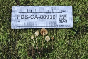  ( - FDS-CA-00930)  @11 [ ] by-nc (2024) Taye Bright Fungal Diversity Survey