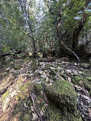  ( - FDS-CA-00933)  @11 [ ] by-nc (2024) Taye Bright Fungal Diversity Survey