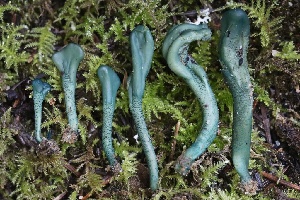  (Microglossum sp. griseoviride-CA01 - FDS-CA-00933)  @11 [ ] by-nc (2024) Taye Bright Fungal Diversity Survey