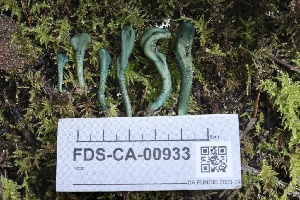  ( - FDS-CA-00933)  @11 [ ] by-nc (2024) Taye Bright Fungal Diversity Survey