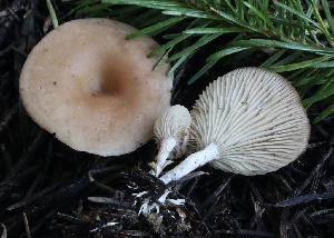  ( - FDS-CA-00935)  @11 [ ] by-nc (2024) Taye Bright Fungal Diversity Survey
