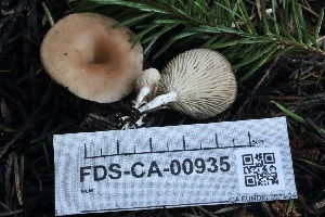  ( - FDS-CA-00935)  @11 [ ] by-nc (2024) Taye Bright Fungal Diversity Survey