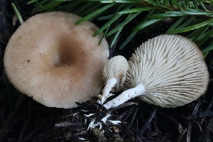  ( - FDS-CA-00935)  @11 [ ] by-nc (2024) Taye Bright Fungal Diversity Survey
