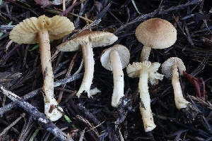  ( - FDS-CA-00936)  @11 [ ] by-nc (2024) Taye Bright Fungal Diversity Survey