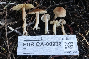  ( - FDS-CA-00936)  @11 [ ] by-nc (2024) Taye Bright Fungal Diversity Survey