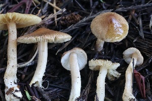  ( - FDS-CA-00936)  @11 [ ] by-nc (2024) Taye Bright Fungal Diversity Survey