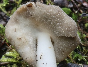  ( - FDS-CA-00937)  @11 [ ] by-nc (2024) Taye Bright Fungal Diversity Survey