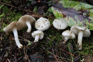  (Inocybe sp. geophylla-CA01 - FDS-CA-00938)  @11 [ ] by-nc (2024) Taye Bright Fungal Diversity Survey