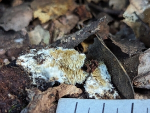  ( - FDS-CA-03675)  @11 [ ] by-nc (2024) Stu Pickell Fungal Diversity Survey