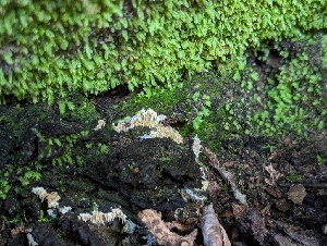  ( - FDS-CA-03675)  @11 [ ] by-nc (2024) Stu Pickell Fungal Diversity Survey