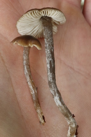  ( - FDS-CA-00942)  @11 [ ] by-nc (2024) Taye Bright Fungal Diversity Survey