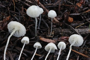  ( - FDS-CA-00943)  @11 [ ] by-nc (2024) Taye Bright Fungal Diversity Survey