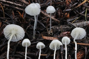  ( - FDS-CA-00943)  @11 [ ] by-nc (2024) Taye Bright Fungal Diversity Survey